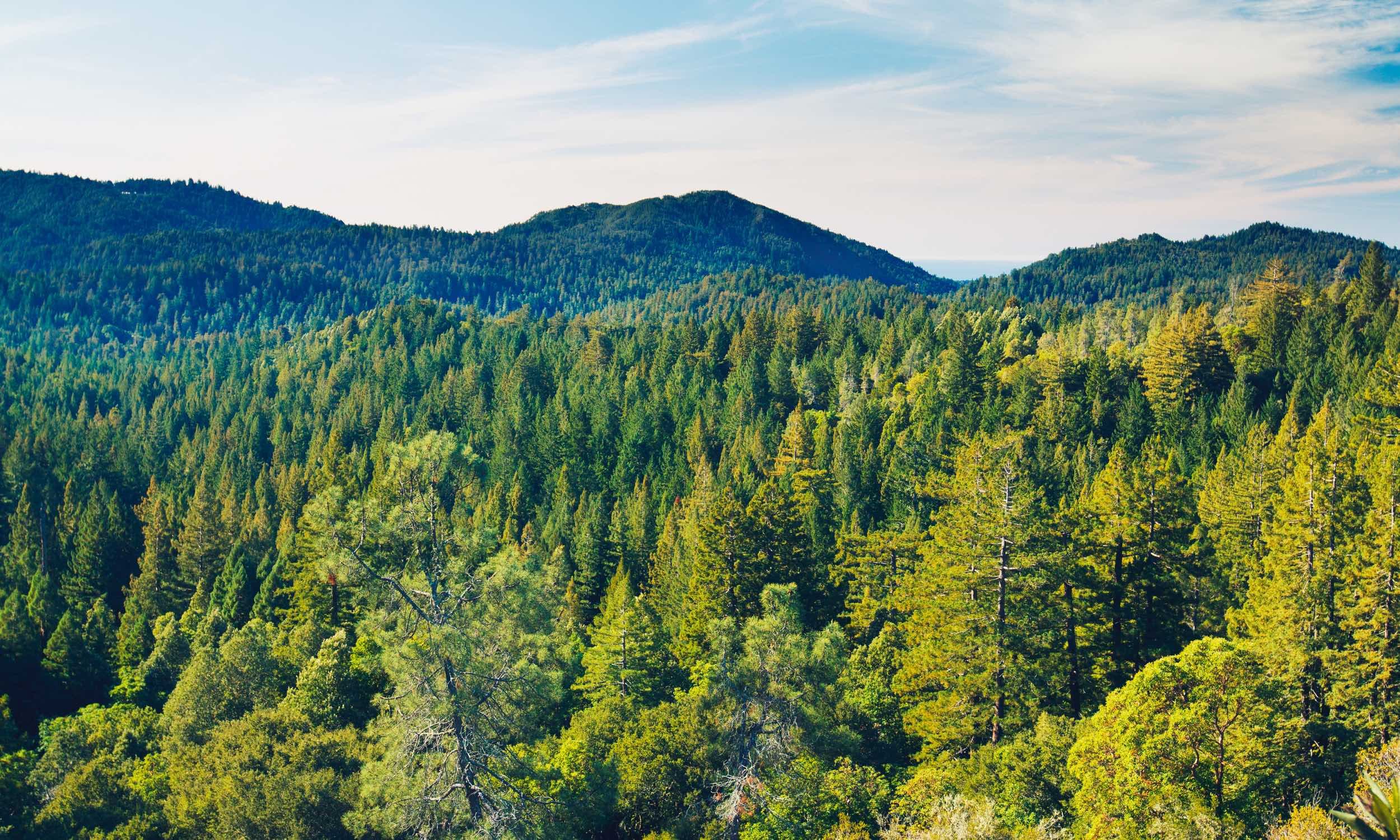 Reforestación beneficios ambientales