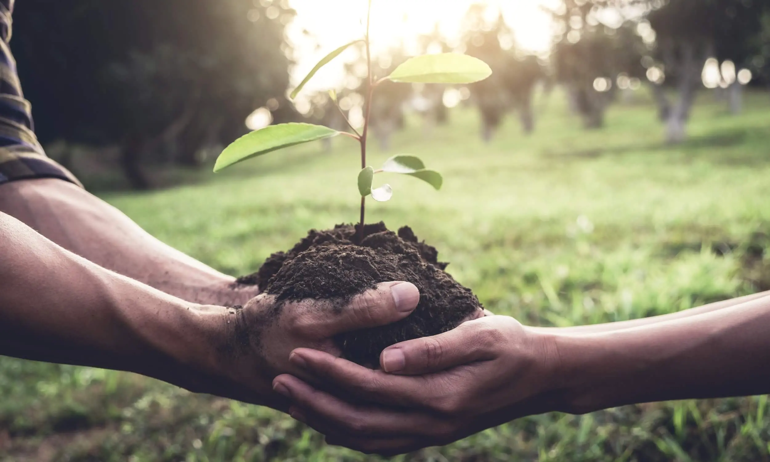 Qué es la reforestación y su papel frente a la deforestación
